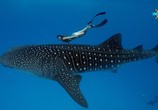 ТВ Фридайвинг на Большом Барьерном рифе / Ultimate Freedive: The Great Barrier Reef (2016) - cцена 3