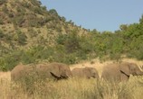 ТВ ЮАР. Дикая саванна / South Africa - Wild savannah (2018) - cцена 1