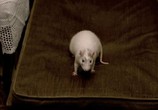 Фильм Мистер Крыс / Rat (2000) - cцена 3